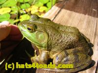 /home//u458753944/public_html/sourcegallery//Frogs/More bullfrogs/DSCN5492.JPG